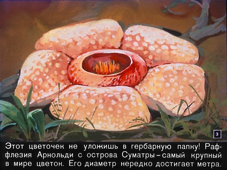 Кадр 3 диафильма «Необыкновенные растения»