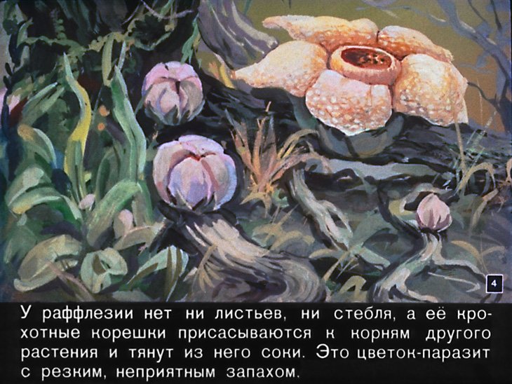 Кадр 4 диафильма «Необыкновенные растения»