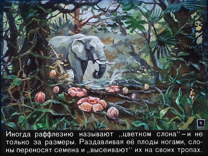 Кадр 5 диафильма «Необыкновенные растения»