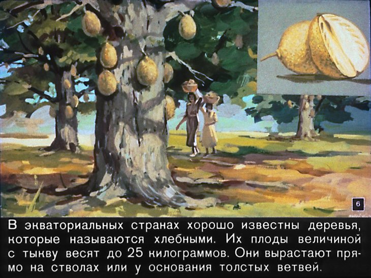 Кадр 6 диафильма «Необыкновенные растения»