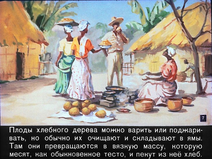 Кадр 7 диафильма «Необыкновенные растения»