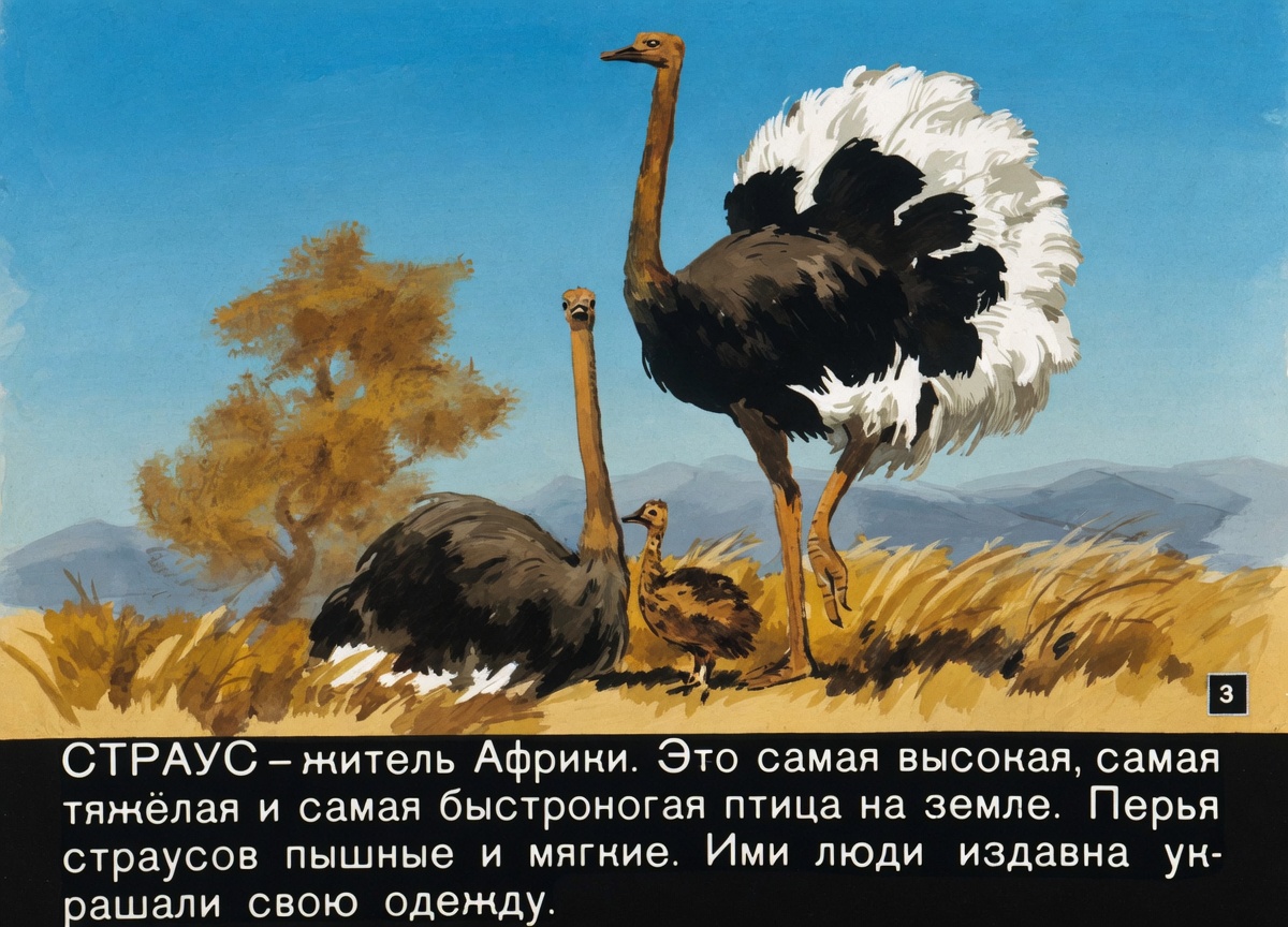 Кадр 3 диафильма «Волшебные перышки»