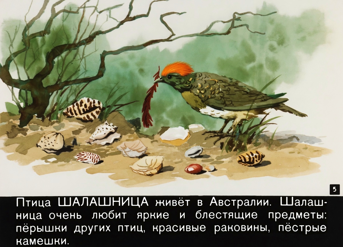 Кадр 5 диафильма «Волшебные перышки»