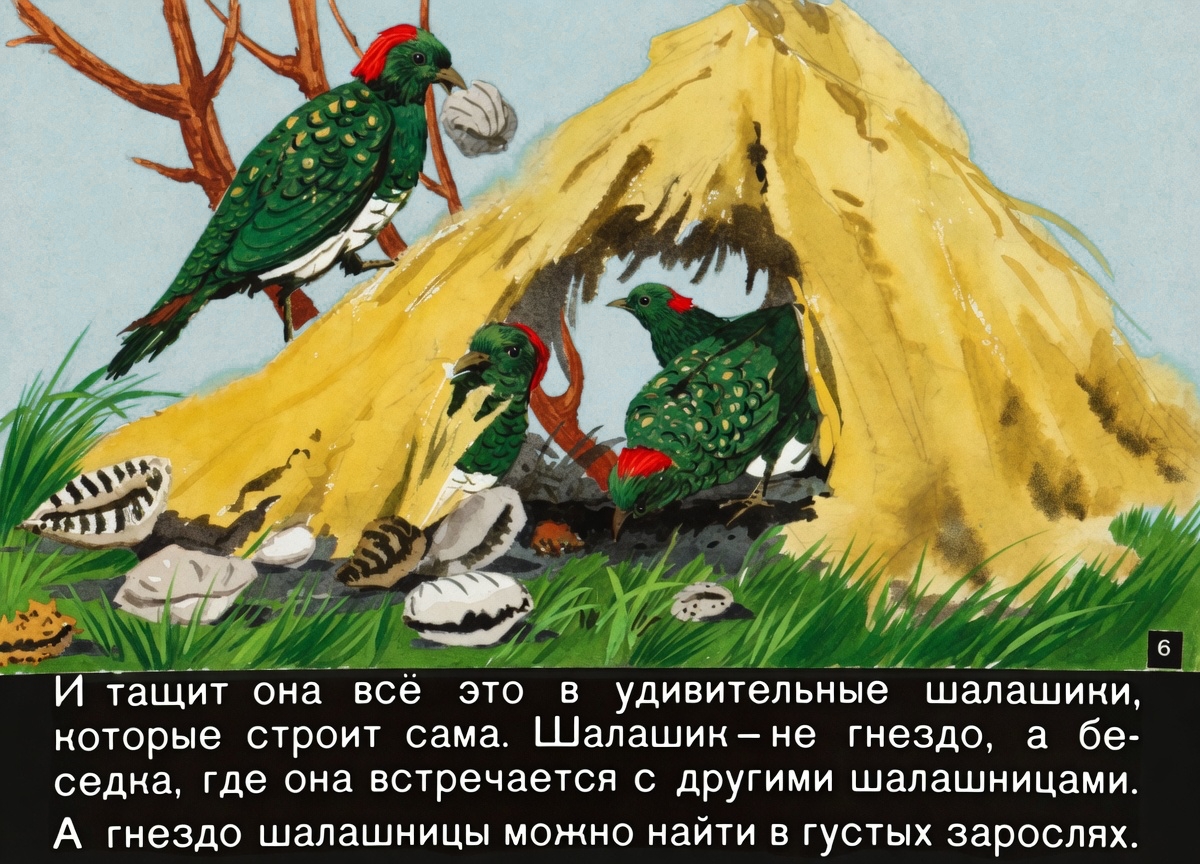 Кадр 6 диафильма «Волшебные перышки»