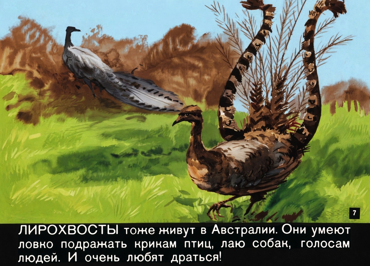 Кадр 7 диафильма «Волшебные перышки»