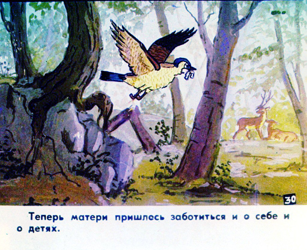 Кадр 3 диафильма «История маленькой пташки. Часть 2»