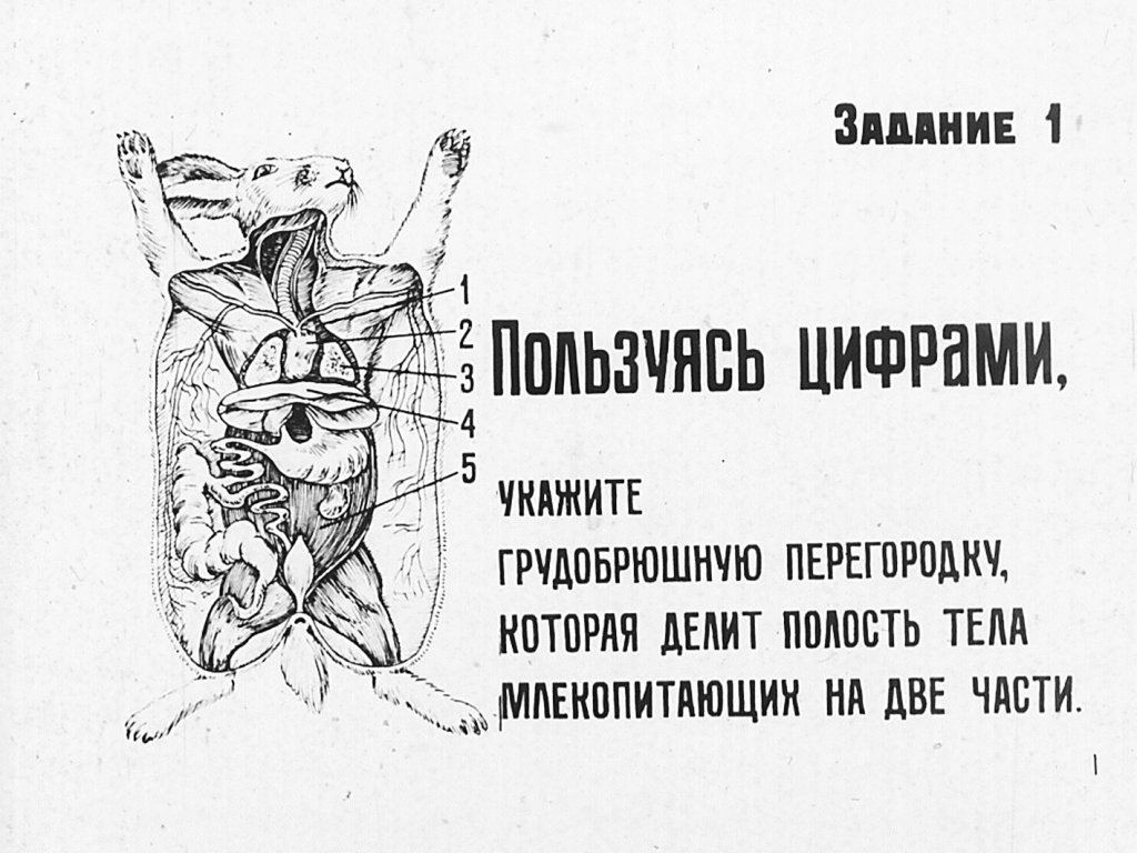 Кадр 1 диафильма «Внутреннее строение млекопитающих»