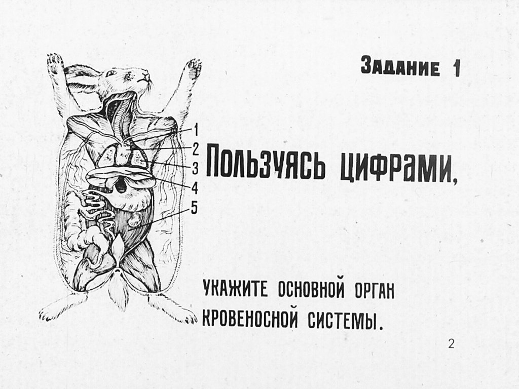 Кадр 2 диафильма «Внутреннее строение млекопитающих»