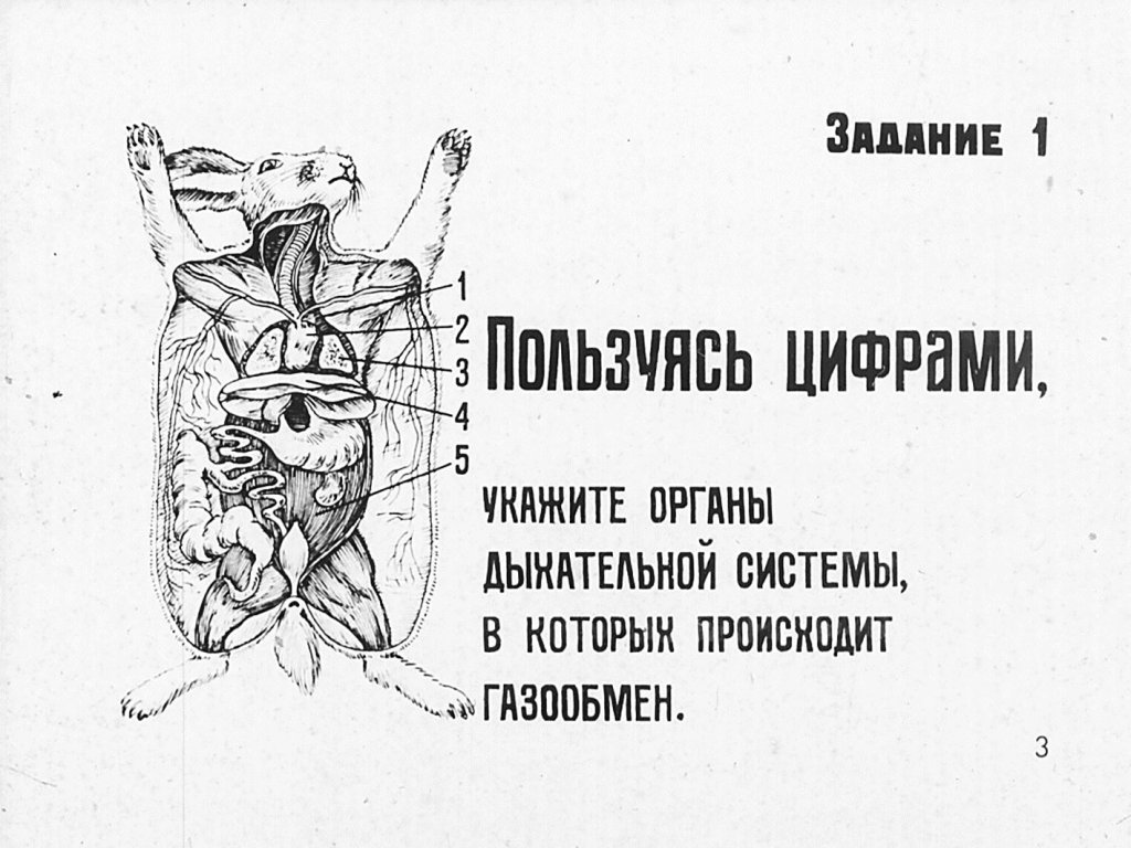 Кадр 3 диафильма «Внутреннее строение млекопитающих»