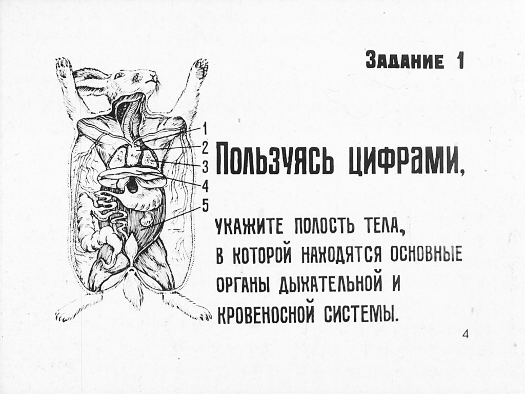 Кадр 4 диафильма «Внутреннее строение млекопитающих»