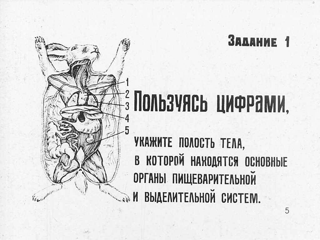 Кадр 5 диафильма «Внутреннее строение млекопитающих»