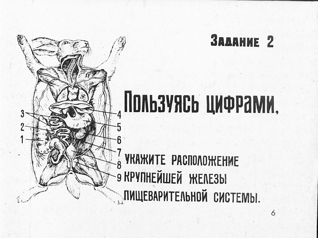 Кадр 6 диафильма «Внутреннее строение млекопитающих»
