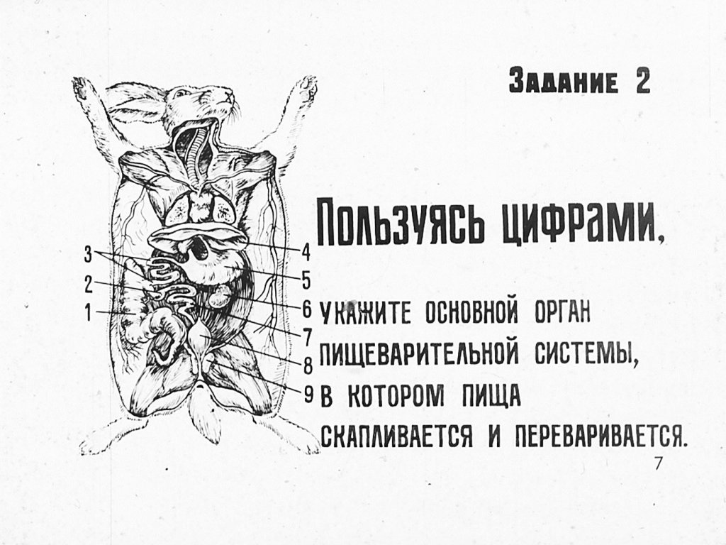 Кадр 7 диафильма «Внутреннее строение млекопитающих»