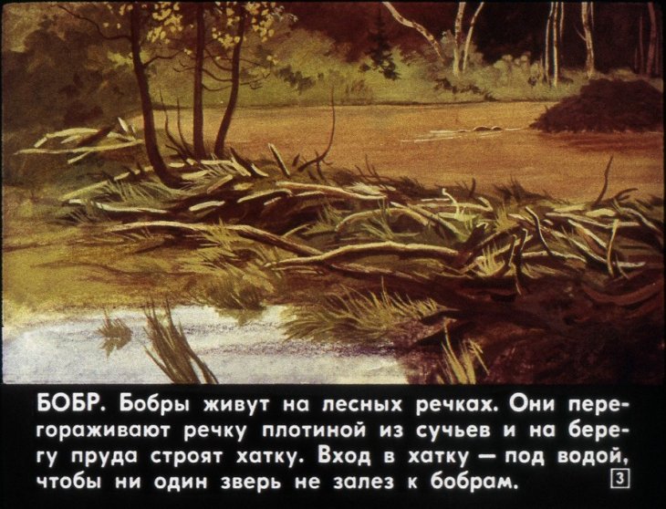 Кадр 3 диафильма «Звери наших лесов»