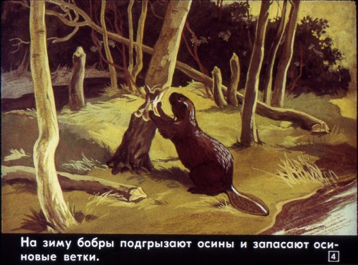 Кадр 4 диафильма «Звери наших лесов»