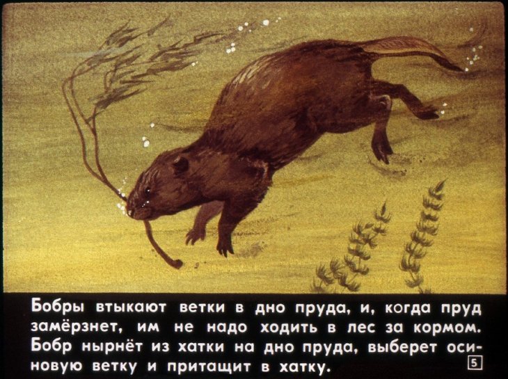 Кадр 5 диафильма «Звери наших лесов»