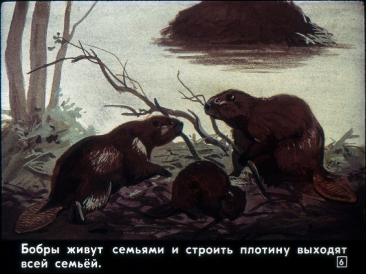 Кадр 6 диафильма «Звери наших лесов»