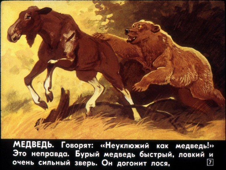 Кадр 7 диафильма «Звери наших лесов»