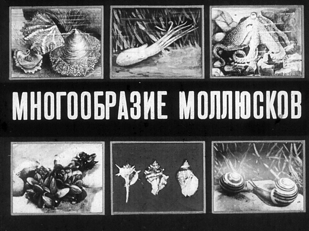 Кадр 1 диафильма «Многообразие моллюсков»