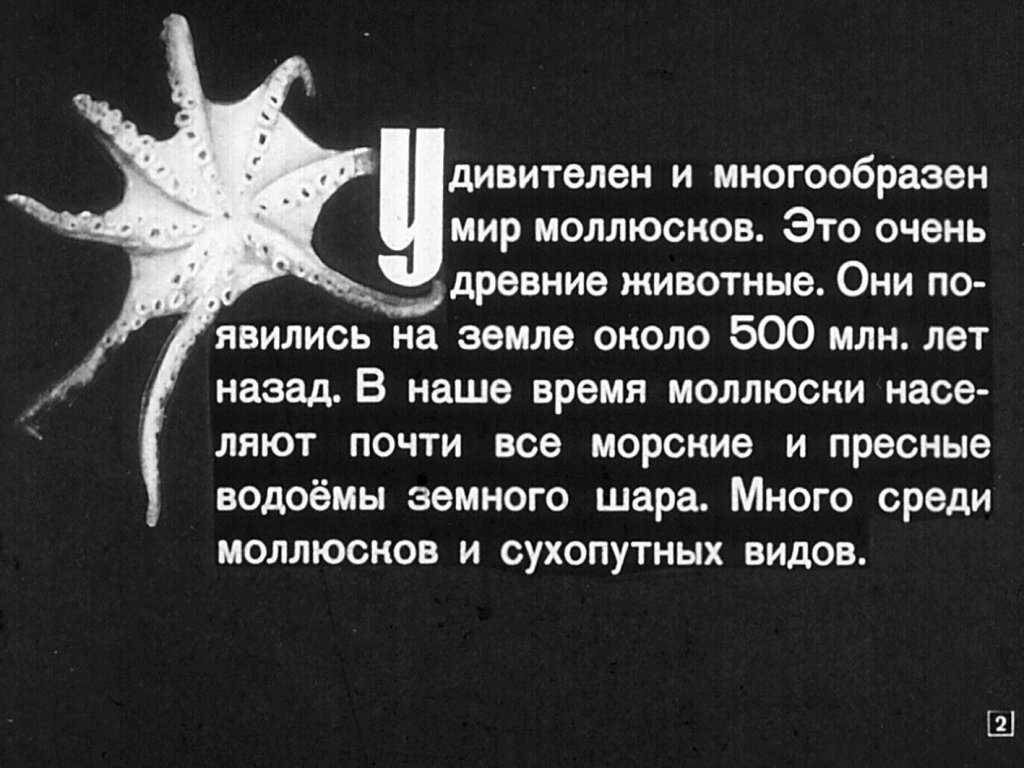 Кадр 2 диафильма «Многообразие моллюсков»