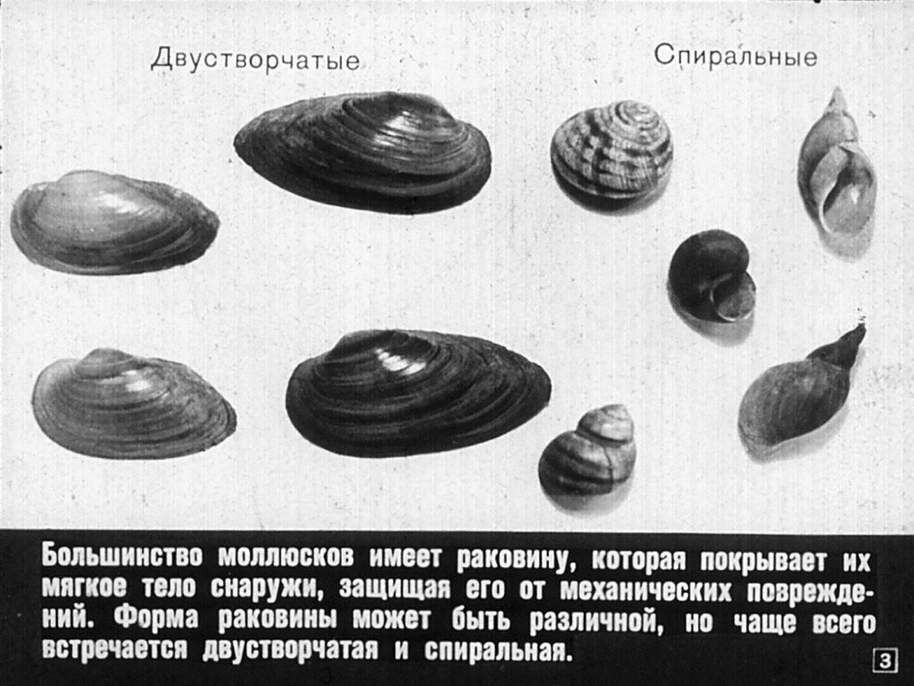Кадр 3 диафильма «Многообразие моллюсков»