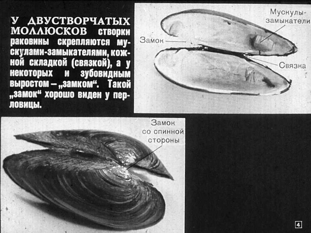 Кадр 4 диафильма «Многообразие моллюсков»