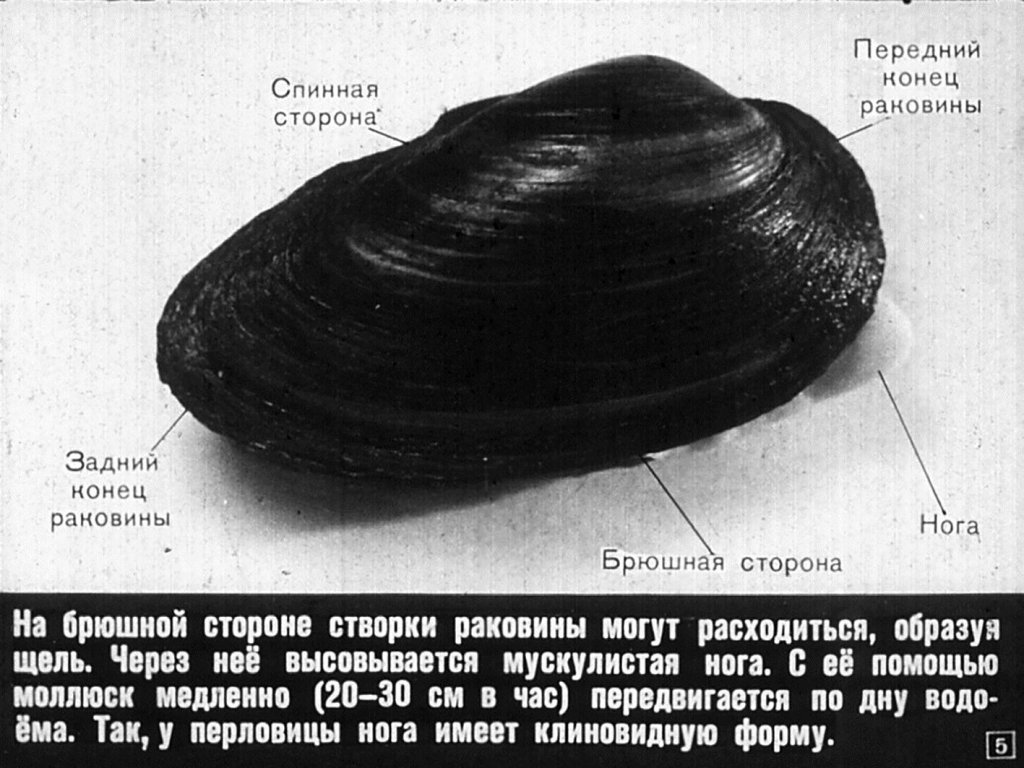 Кадр 5 диафильма «Многообразие моллюсков»