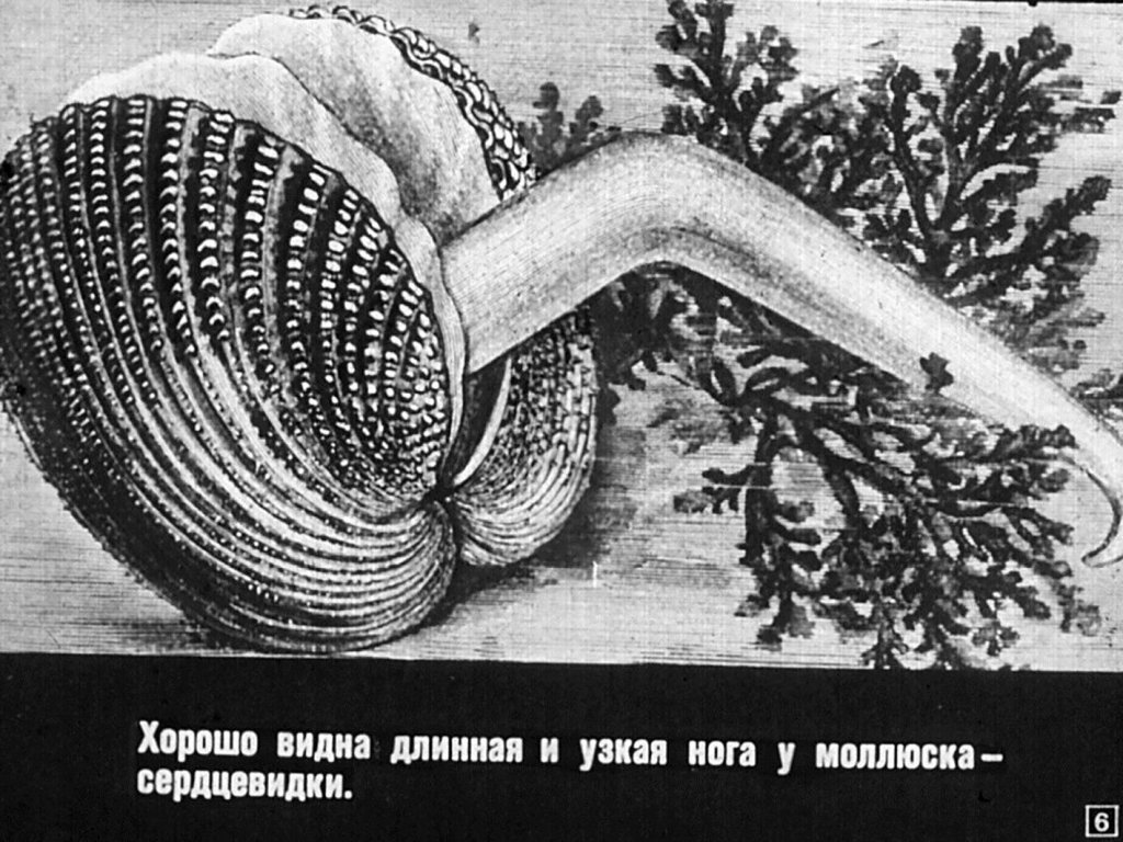 Кадр 6 диафильма «Многообразие моллюсков»