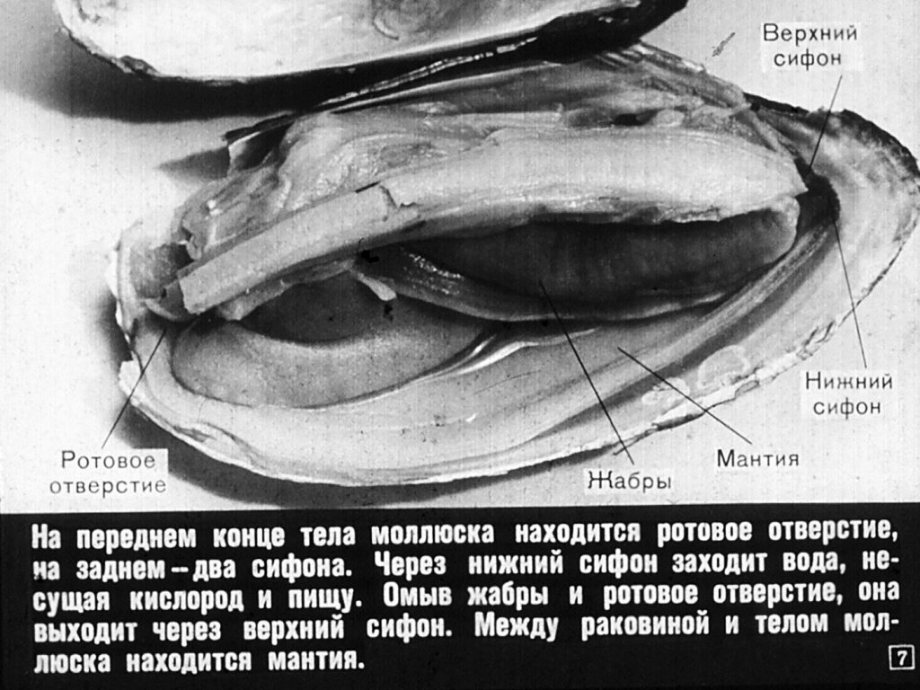Кадр 7 диафильма «Многообразие моллюсков»