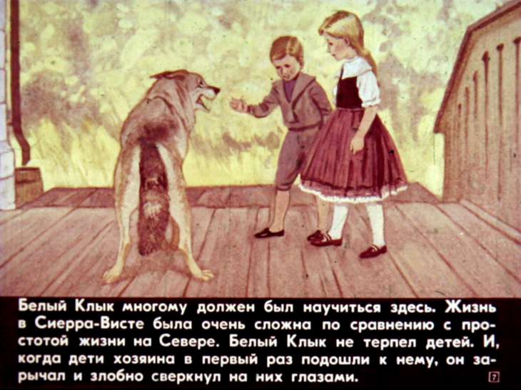 Кадр 7 диафильма «Белый Клык на Юге»