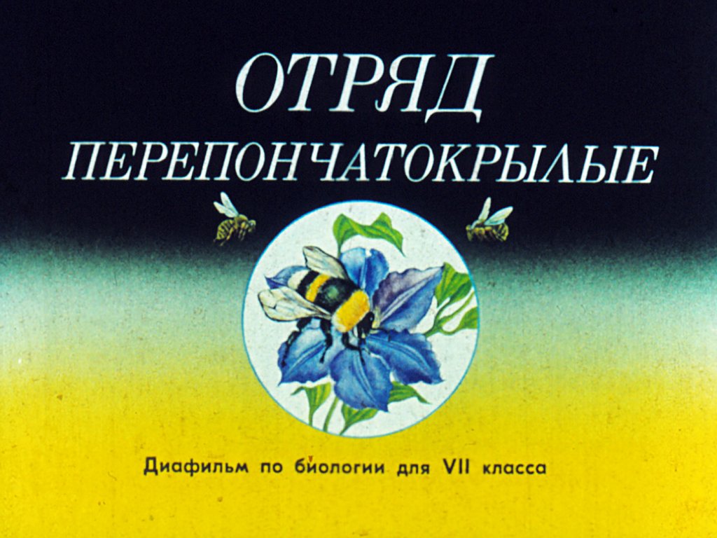 Кадр 1 диафильма «Отряд перепончатокрылые»