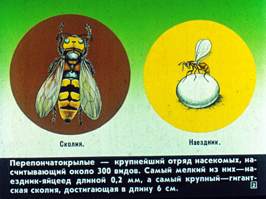 Кадр 2 диафильма «Отряд перепончатокрылые»