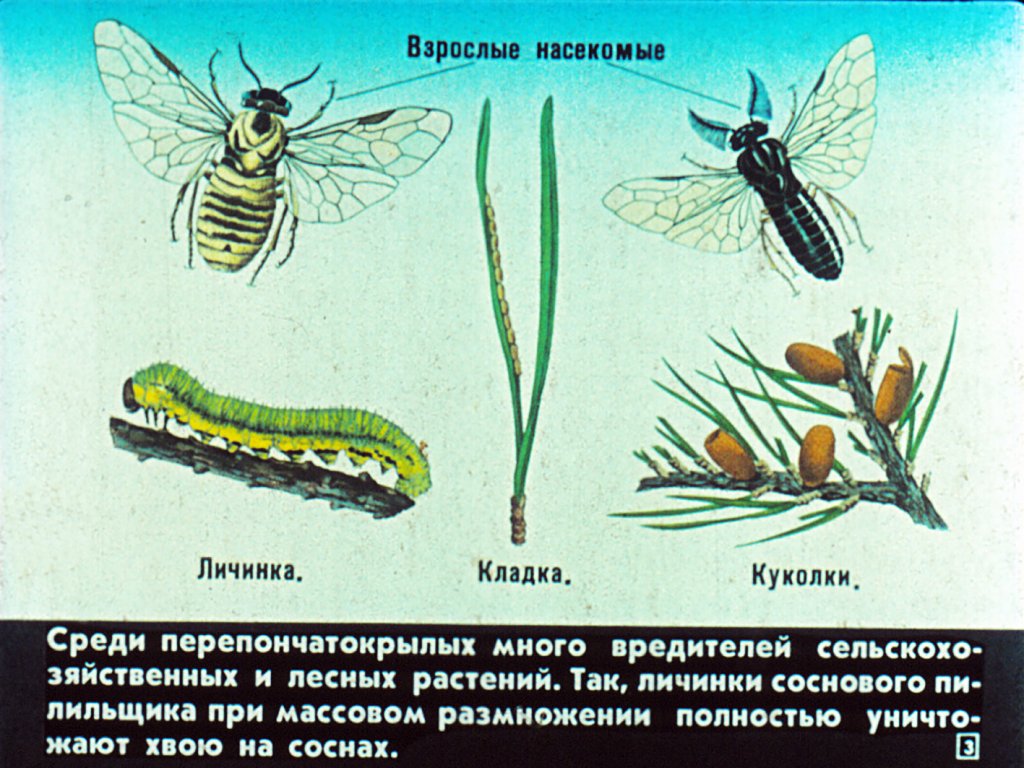 Кадр 3 диафильма «Отряд перепончатокрылые»