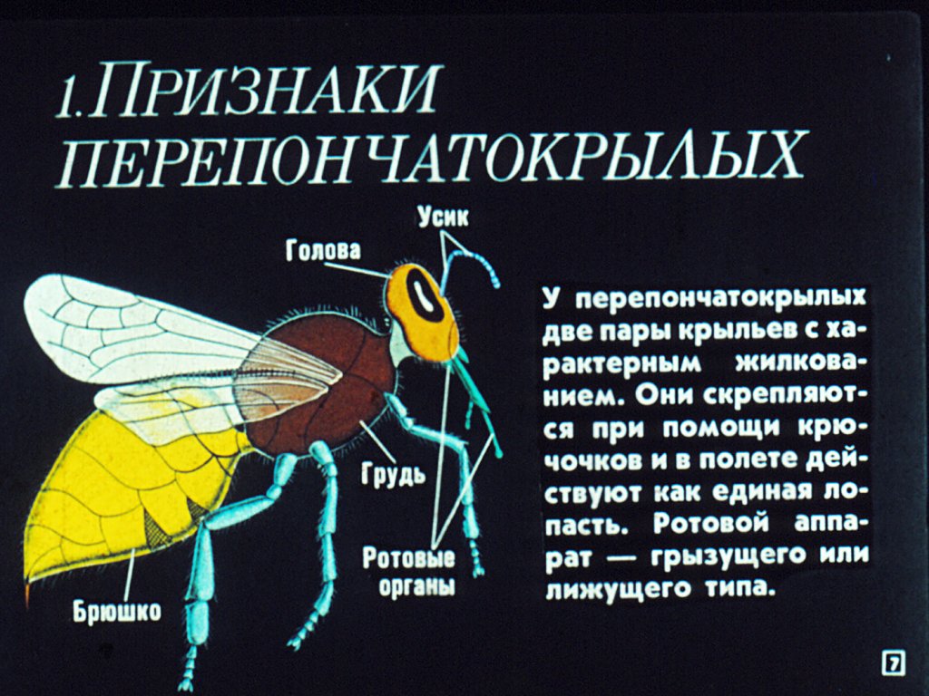 Кадр 7 диафильма «Отряд перепончатокрылые»