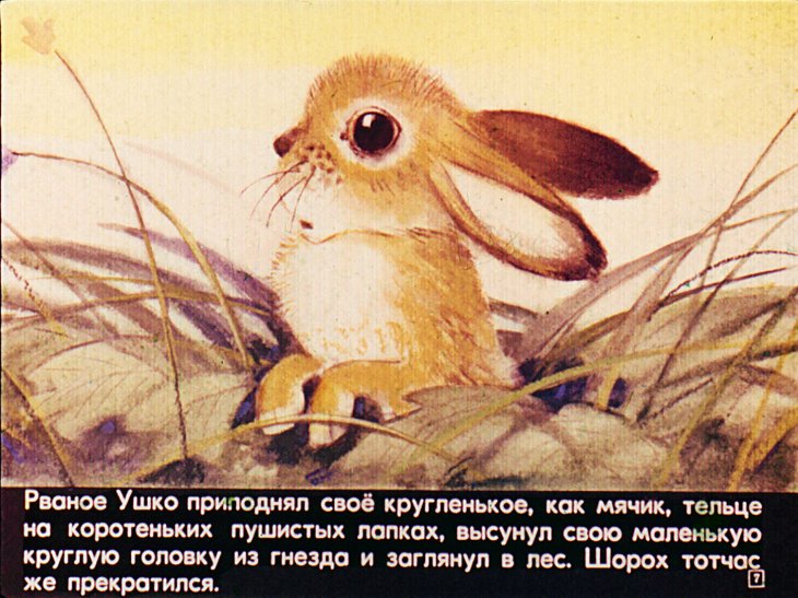 Кадр 7 диафильма «Рваное ушко»
