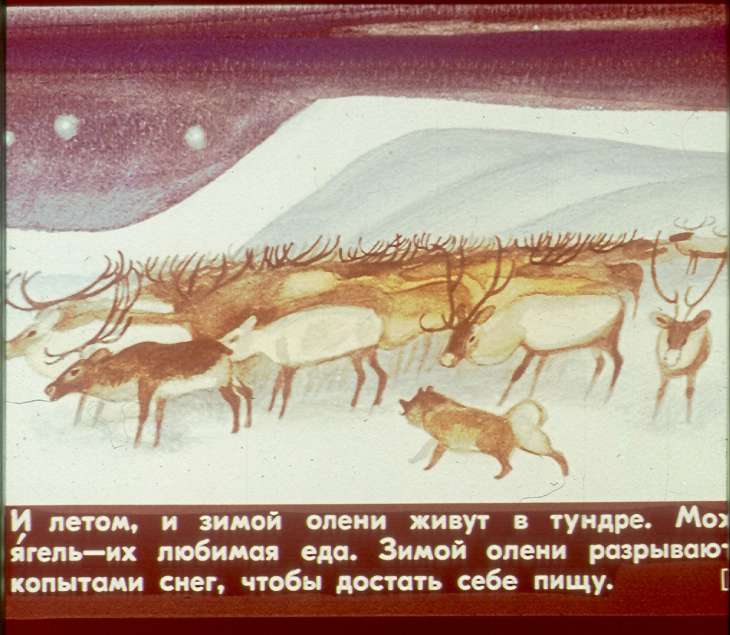 Кадр 4 диафильма «Таю принесет солнце»