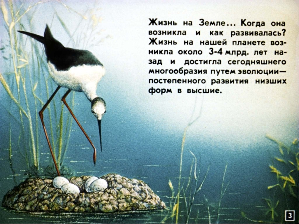 Кадр 3 диафильма «Эволюция жизни на Земле»