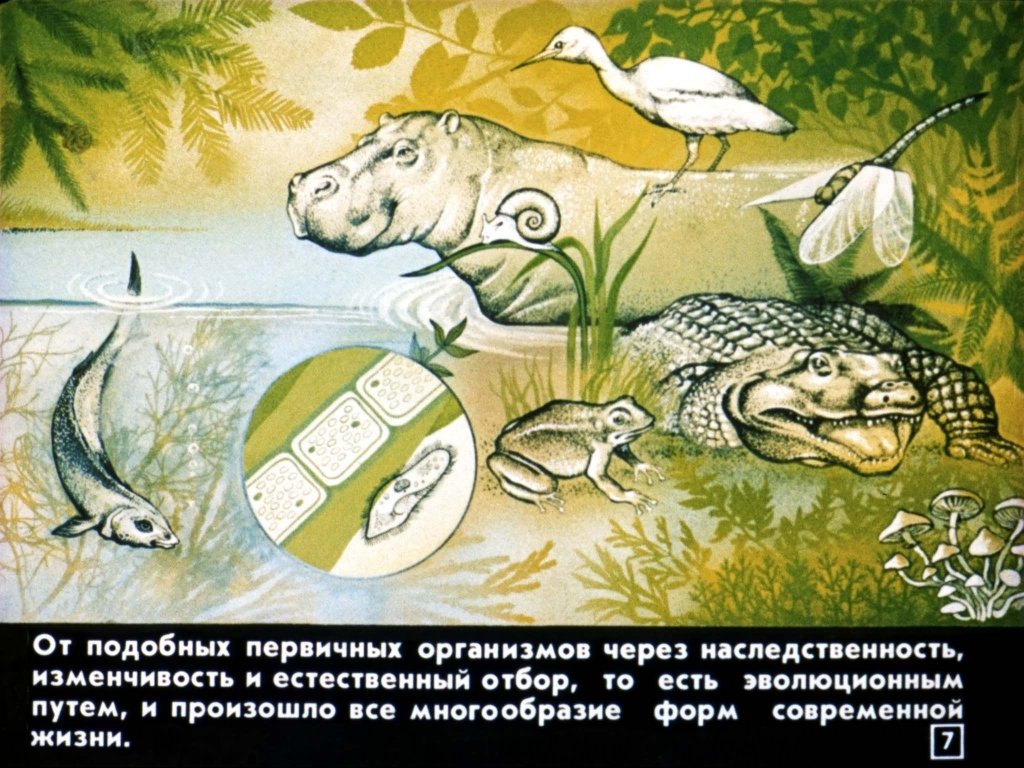 Кадр 7 диафильма «Эволюция жизни на Земле»