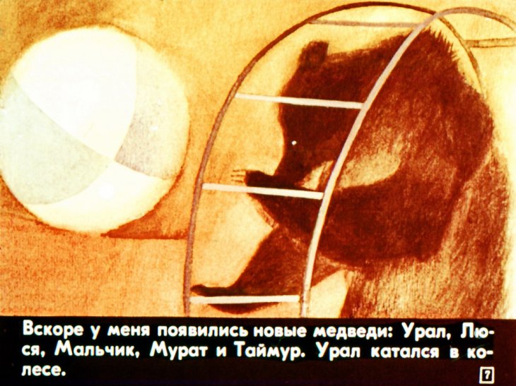 Кадр 7 диафильма «Медвежий цирк»