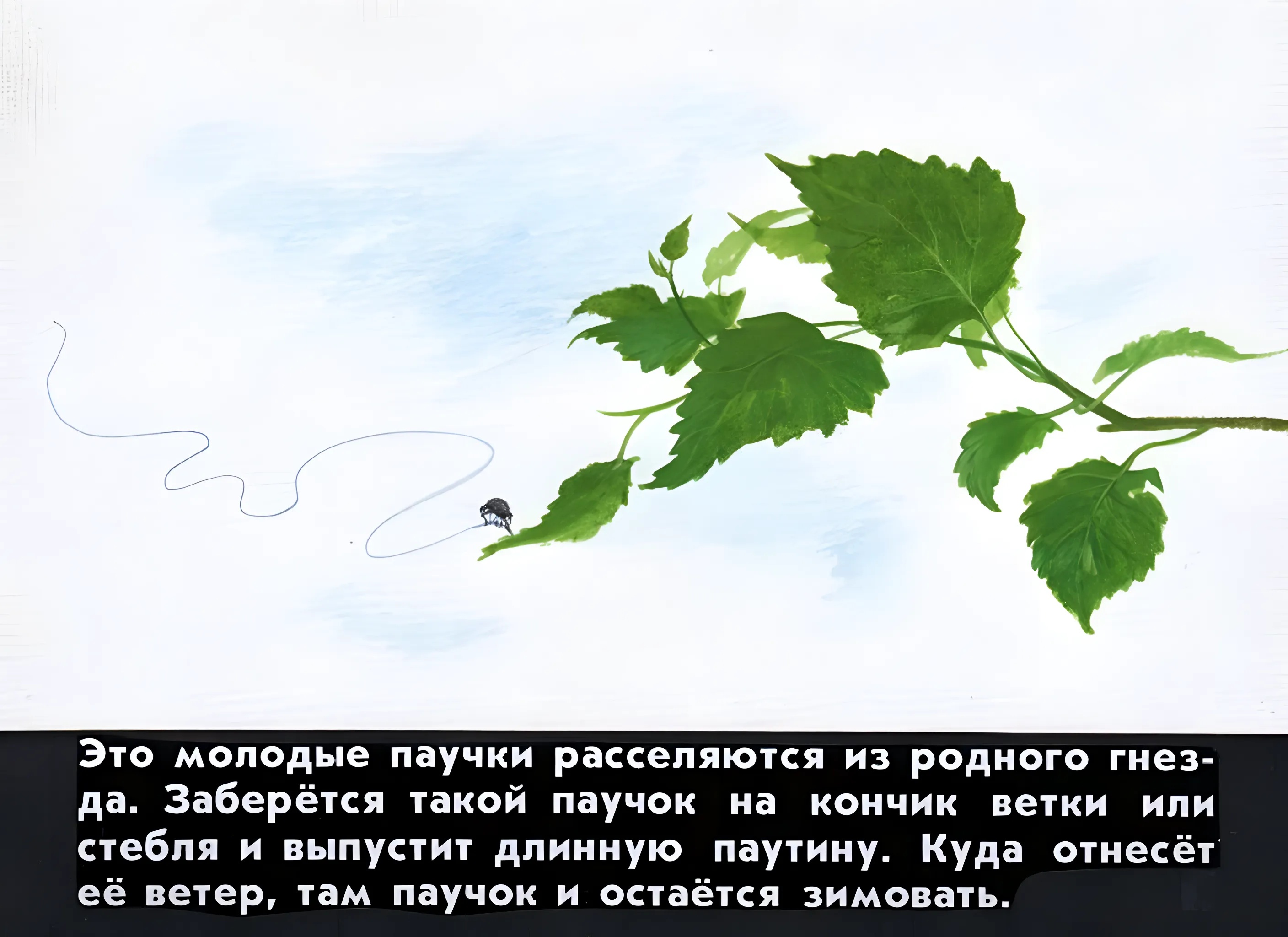 Кадр 7 диафильма «Кто как к зиме готовится»