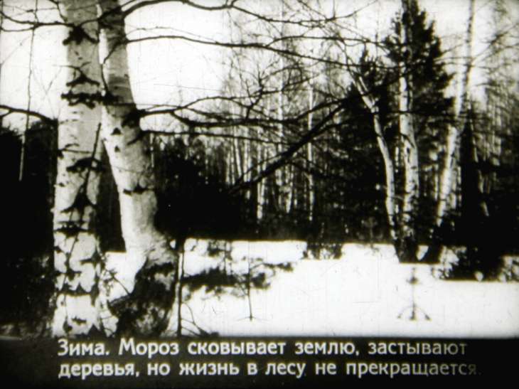 Кадр 3 диафильма «Лесная быль»