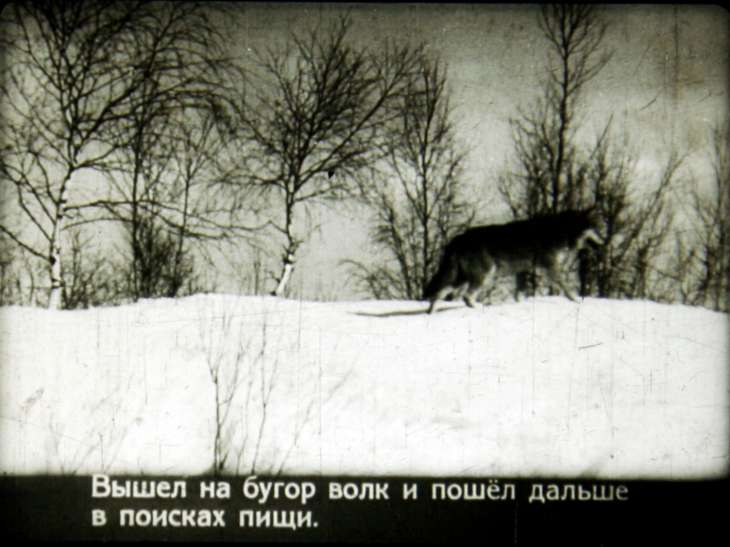 Кадр 4 диафильма «Лесная быль»