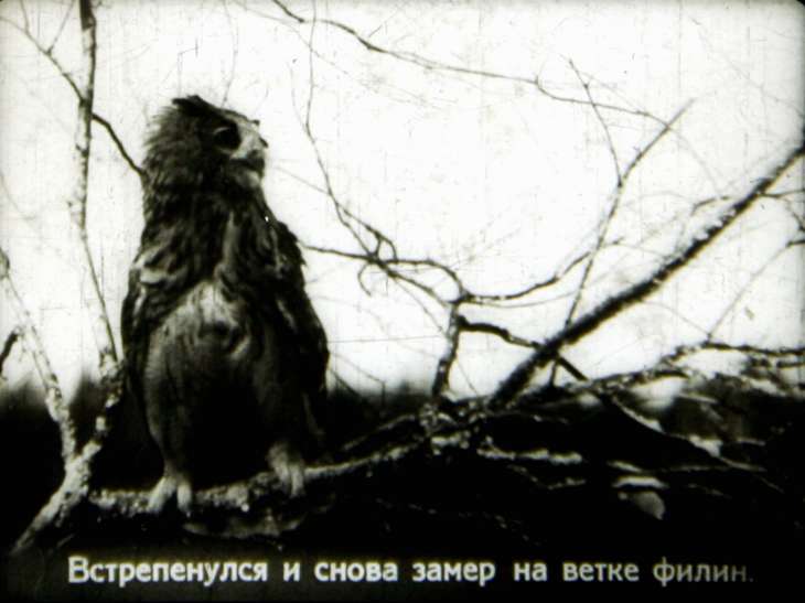 Кадр 5 диафильма «Лесная быль»