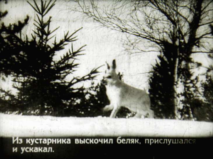 Кадр 6 диафильма «Лесная быль»