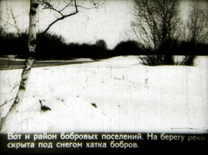 Кадр 7 диафильма «Лесная быль»