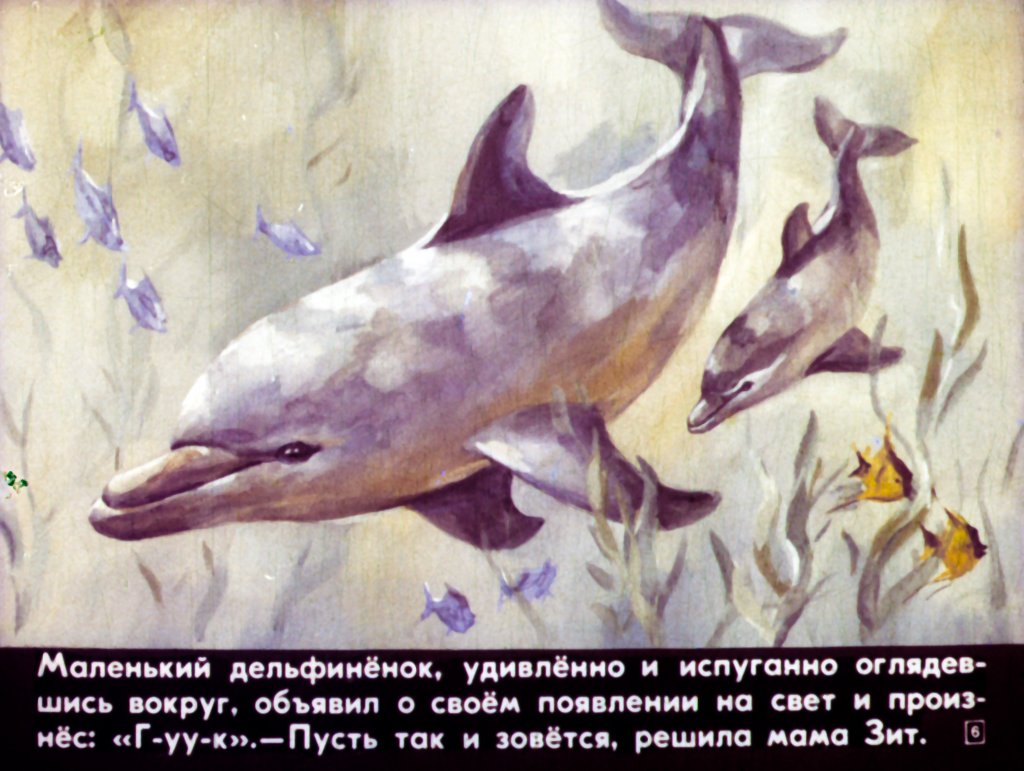 Кадр 6 диафильма «Приключения дельфина Гука»