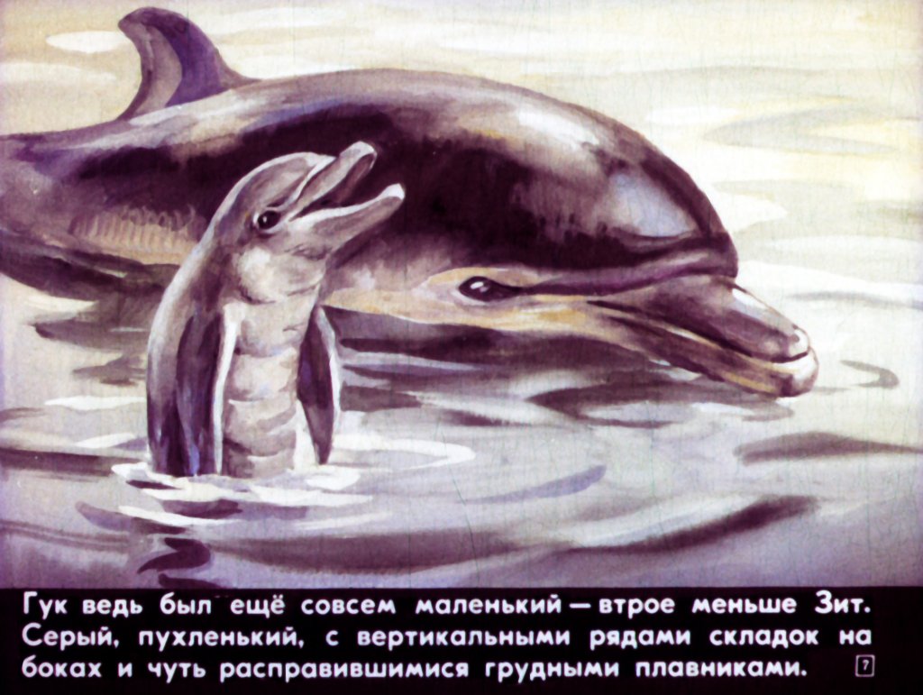 Кадр 7 диафильма «Приключения дельфина Гука»