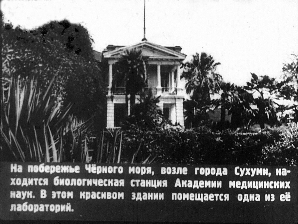 Кадр 3 диафильма «В обезьяньем питомнике»