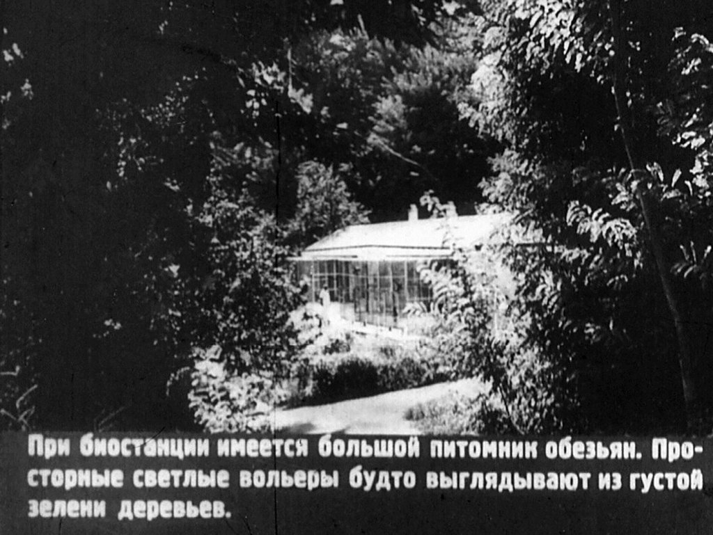 Кадр 5 диафильма «В обезьяньем питомнике»