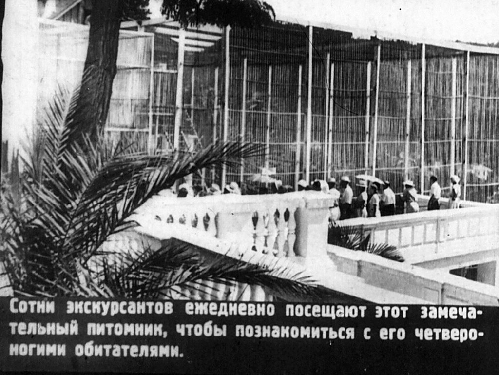 Кадр 6 диафильма «В обезьяньем питомнике»